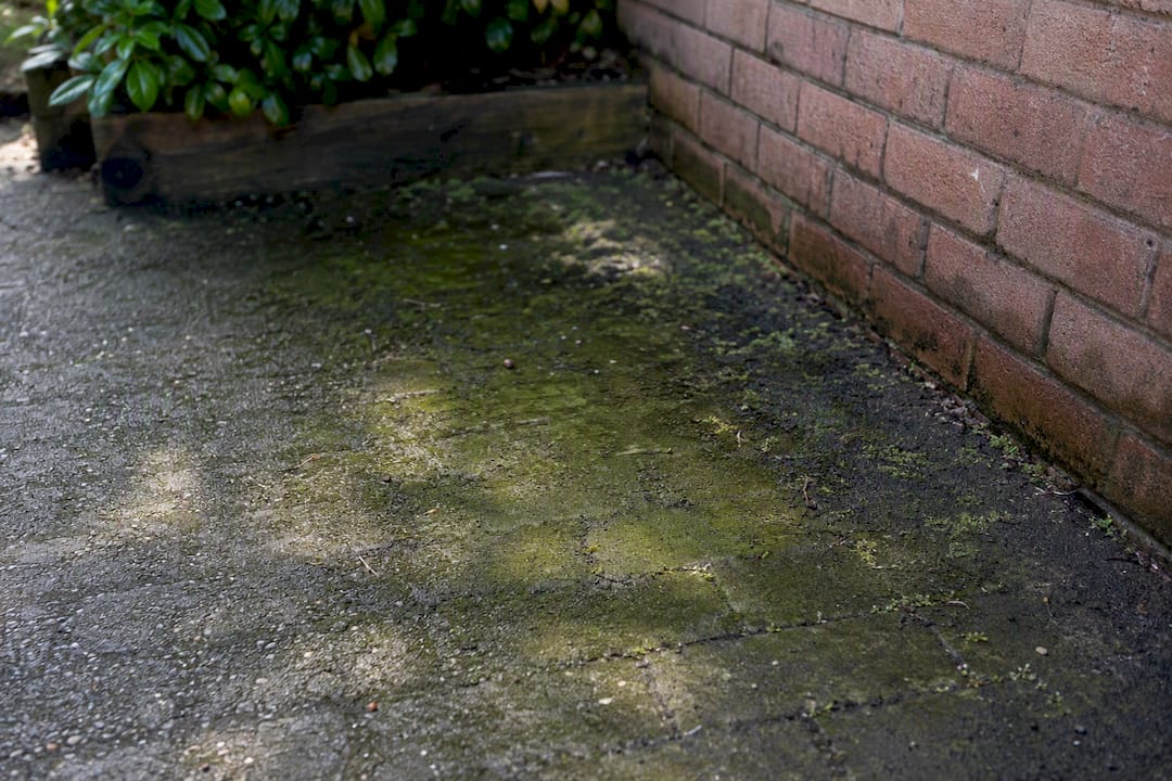 Damp driveway corner with algae and standing water